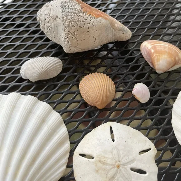 Assorted Seashell Collection Florida EastCoast Assorted Shells. 12 in all. - Picture 3 of 5